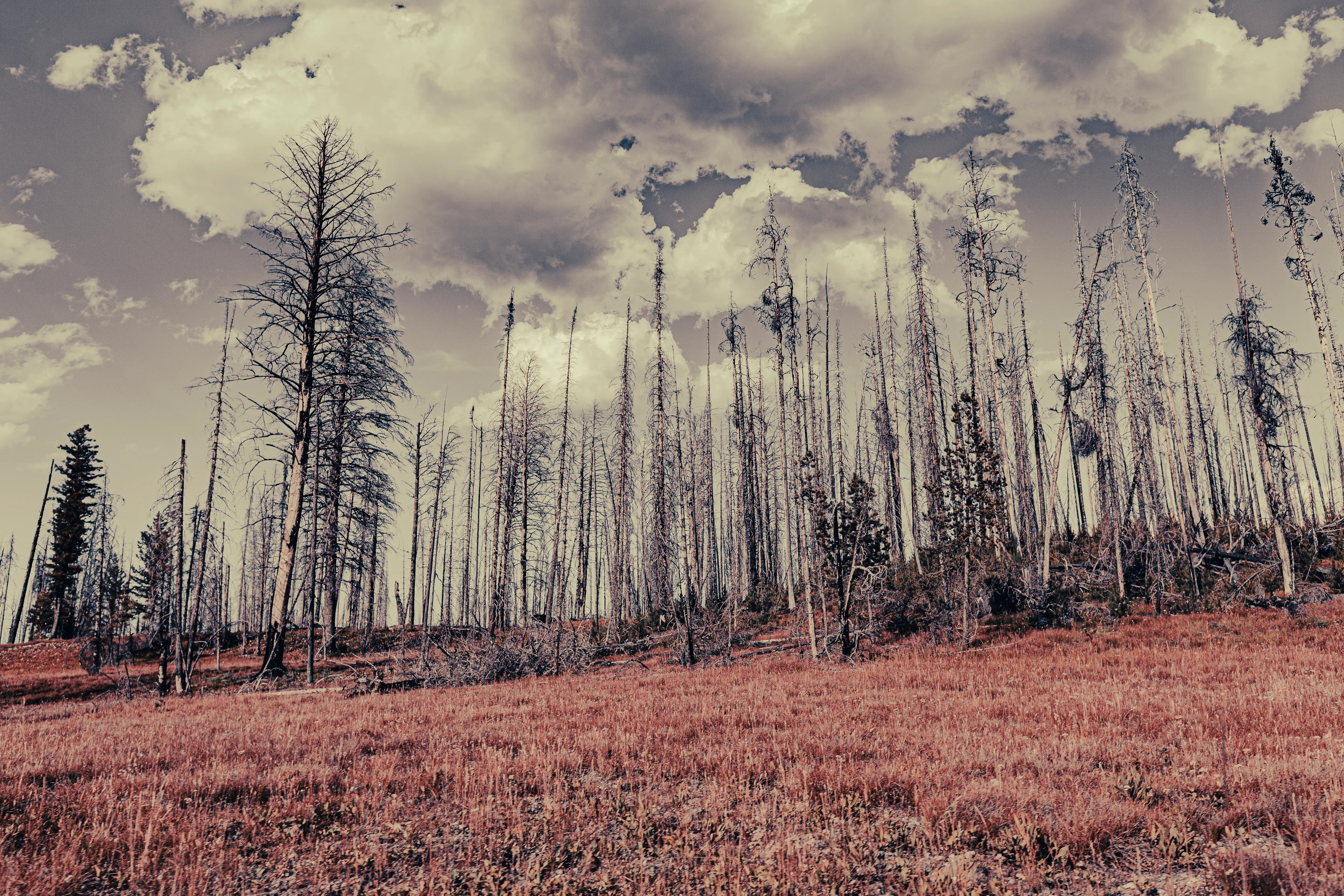 The jagged peaks of the Grand Teton range in Wyoming.