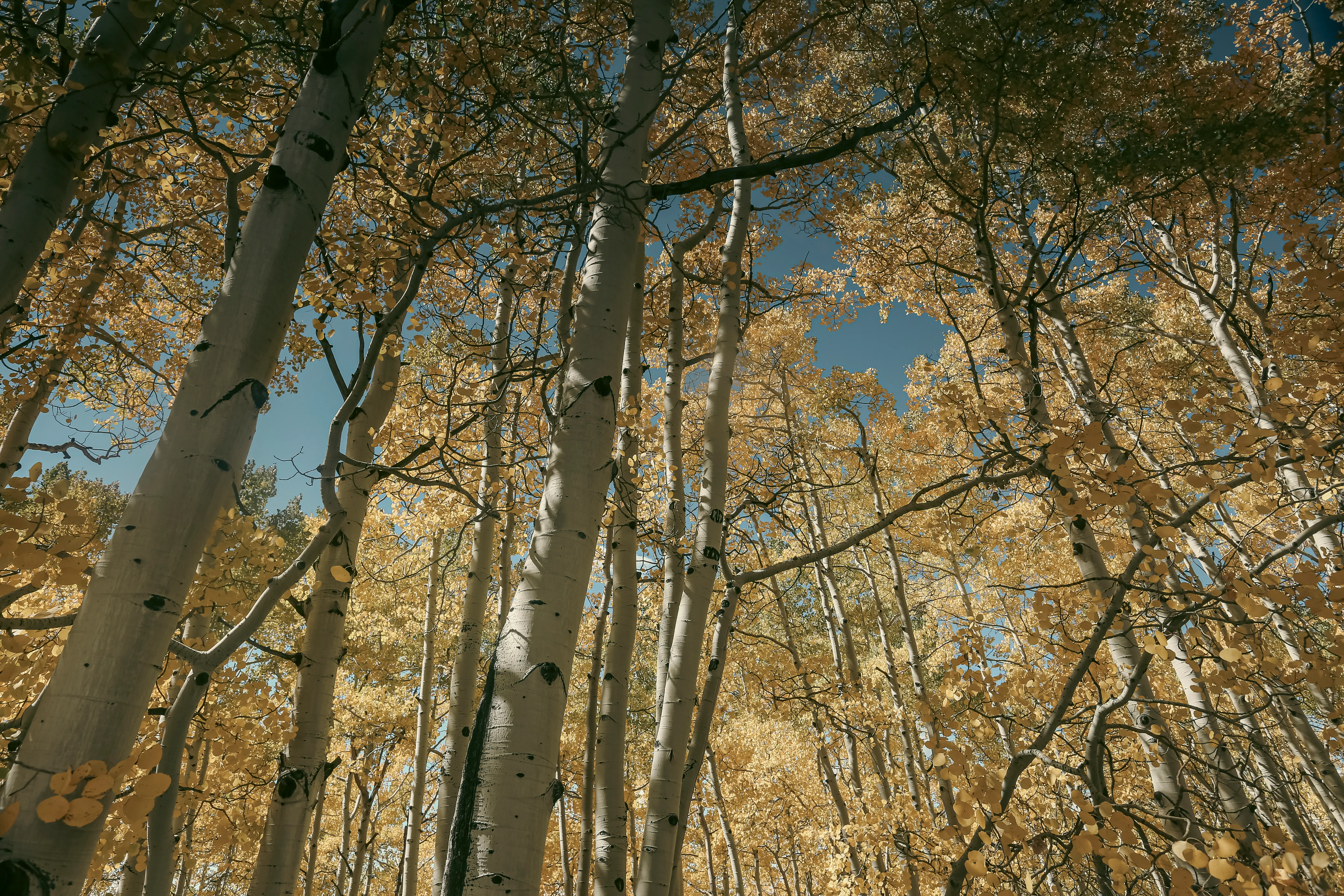 Mountain views along a Colorado scenic byway in the San Juan range.