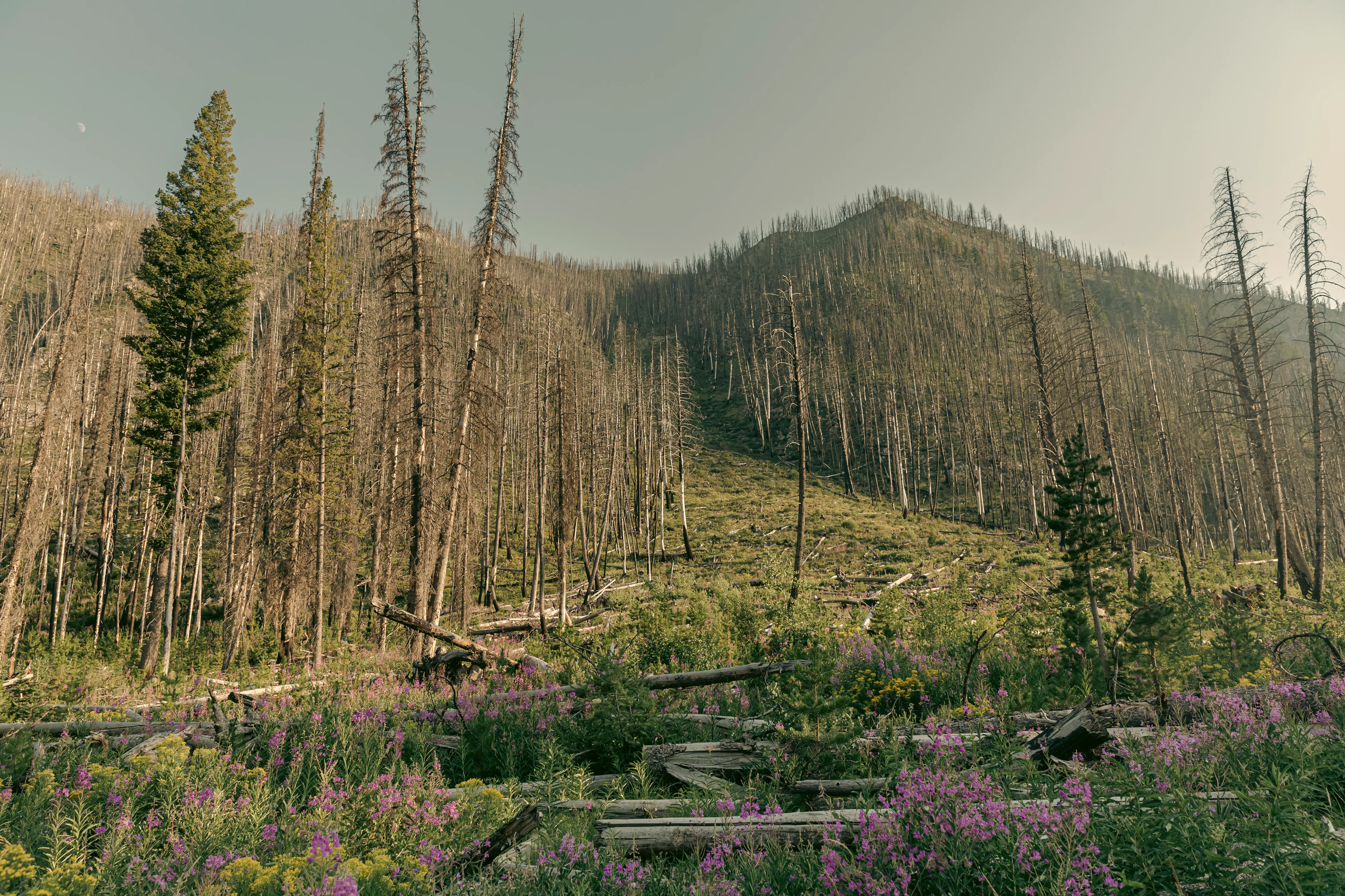 The Sawtooth Range and high country of central Idaho.
