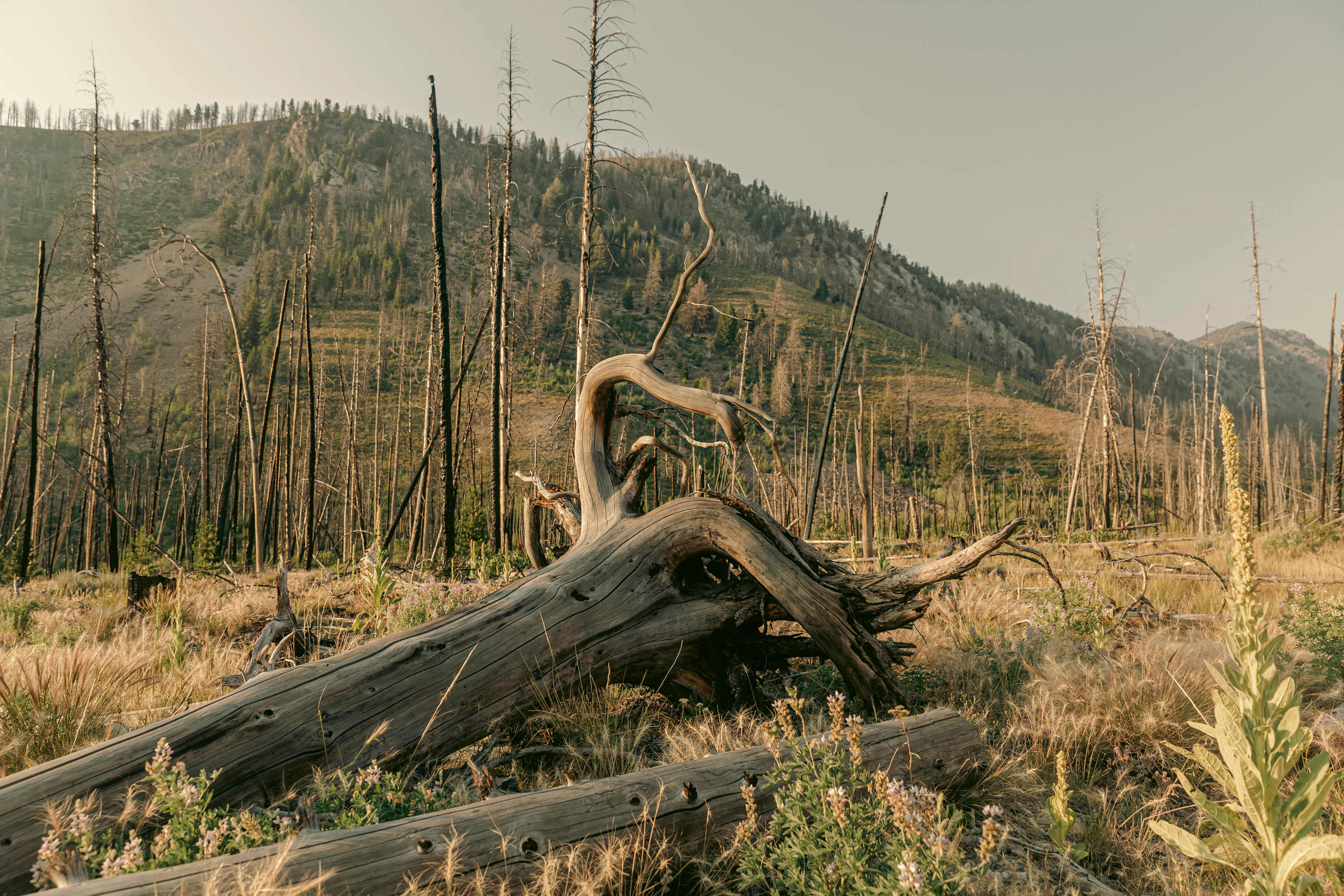 The Sawtooth Range and high country of central Idaho.