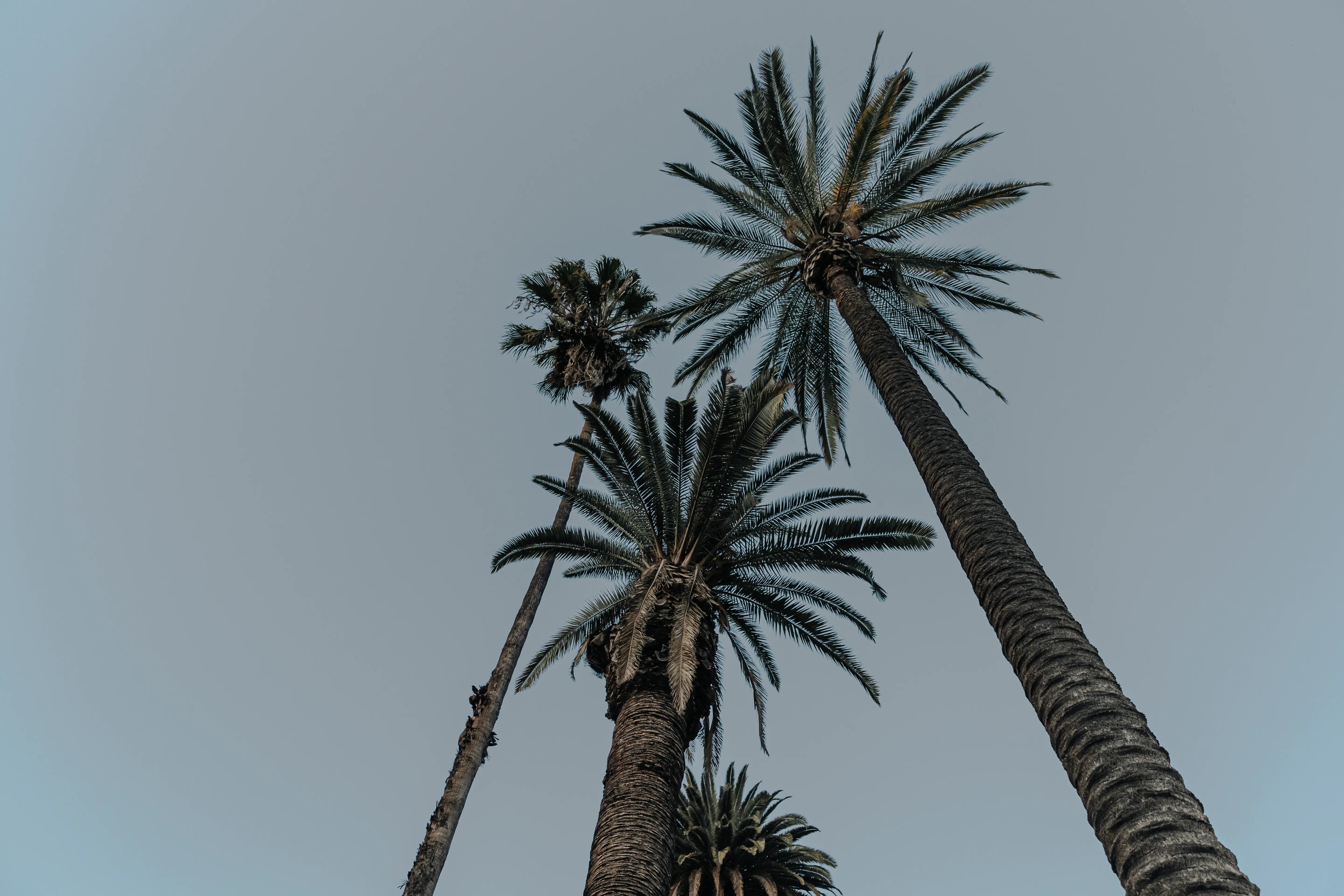 Exploring the Echo Park neighborhood of Los Angeles, California.